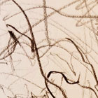 Holubice v borovicích