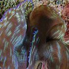 Afrodita z mořské pěny