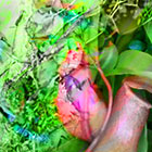 Prales - Fata Morgana